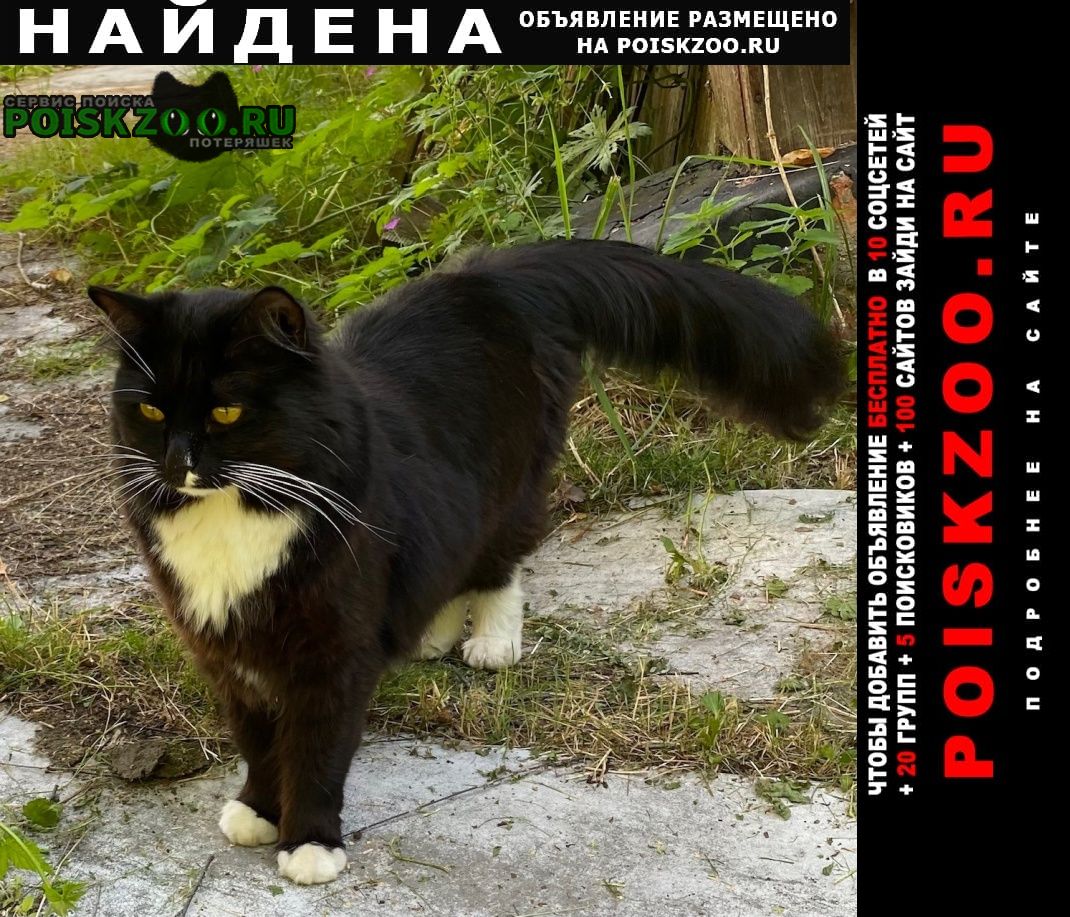 Найдена кошка Одинцово