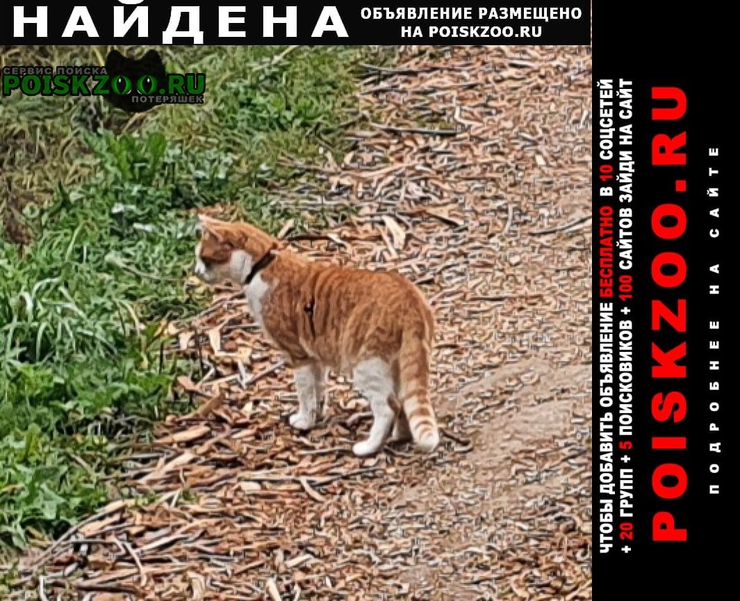 Найдена кошка нйдена кошка/кот Москва