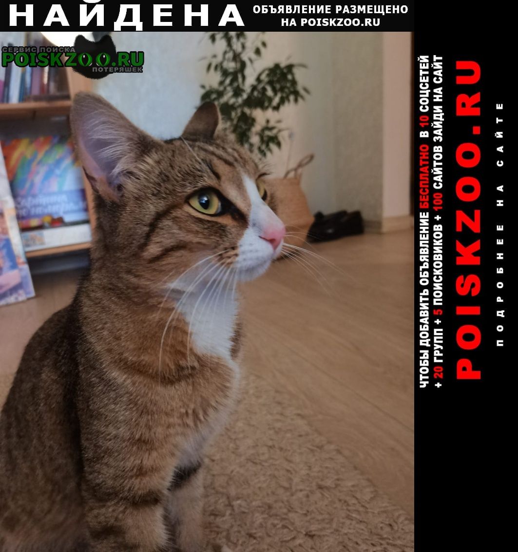 Найден кот Новокузнецк
