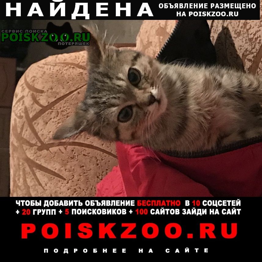 Мценск Найден котёнок