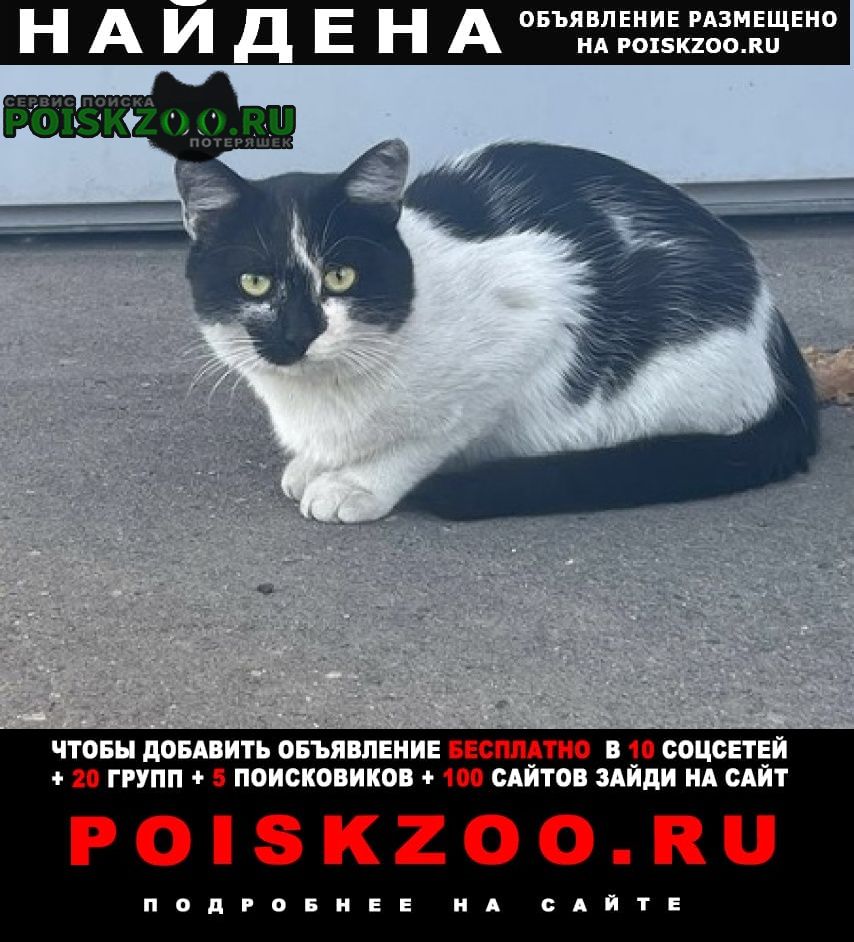 Найден кот Москва