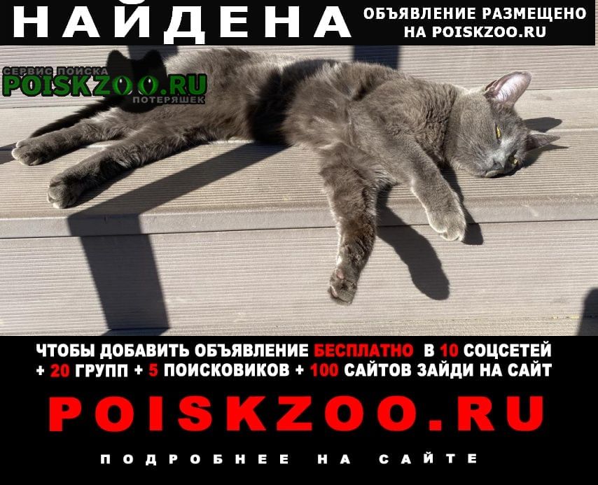Найдена кошка ский район п. столбовая Чехов