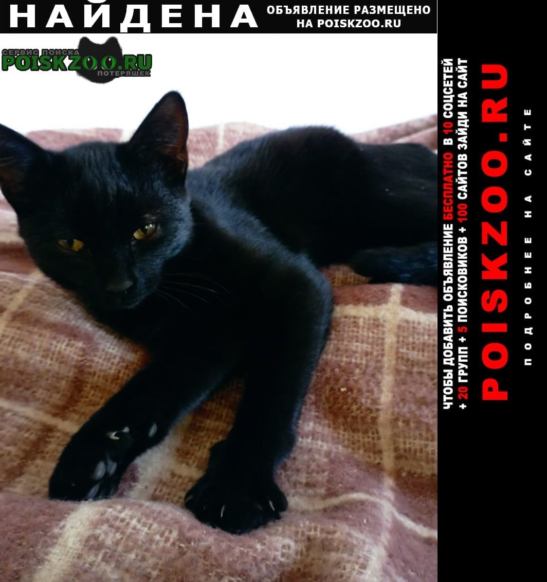 Найден кот Омск
