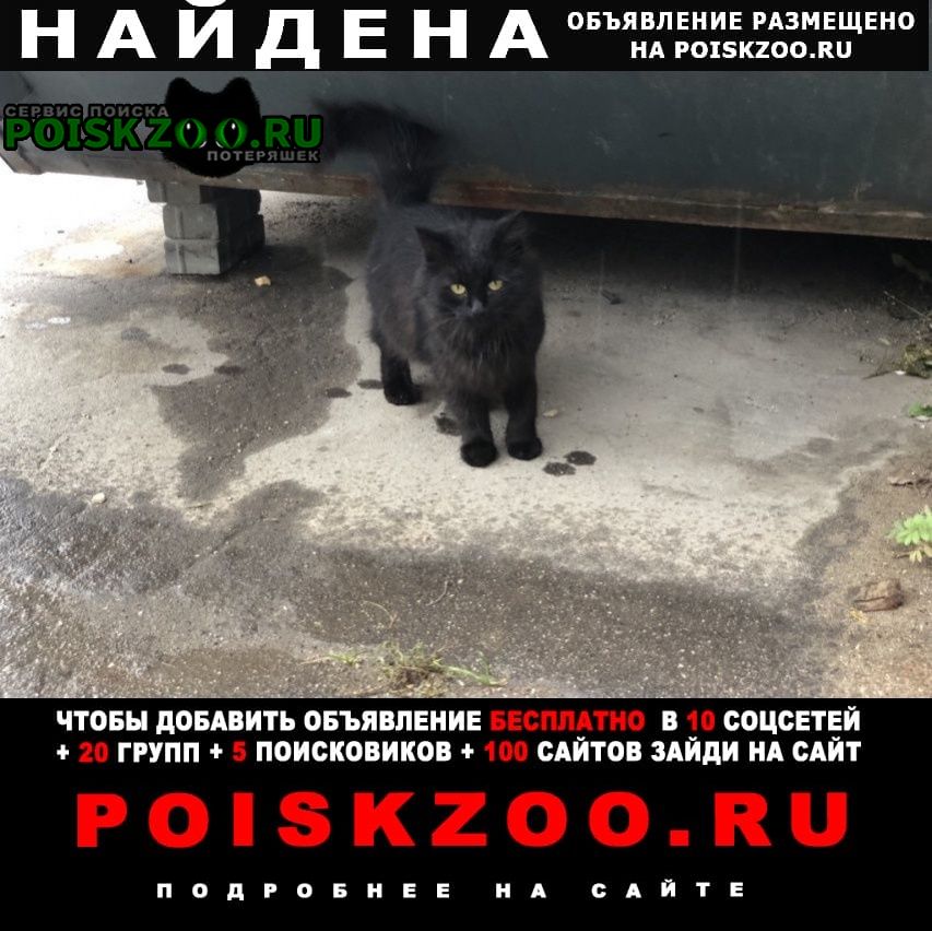 Найдена кошка черная кошка Москва