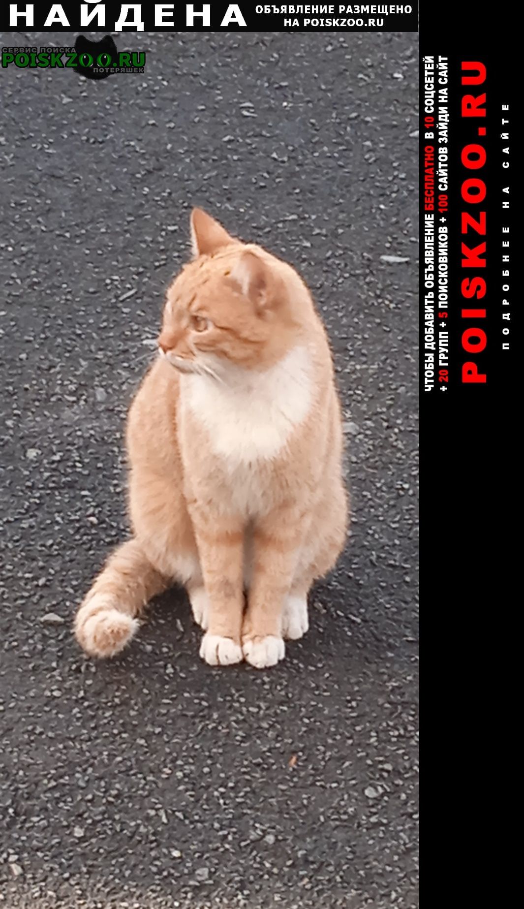 Найден кот молодой рыжий гладкошерстный Кемерово