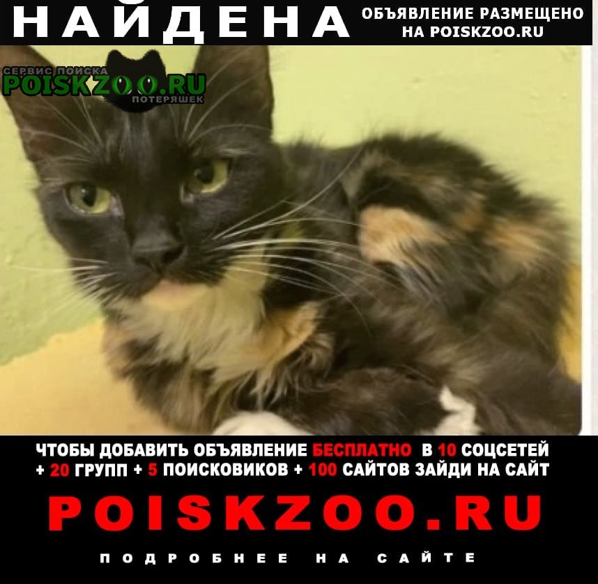 Найдена кошка трёхцветная кошечка Москва