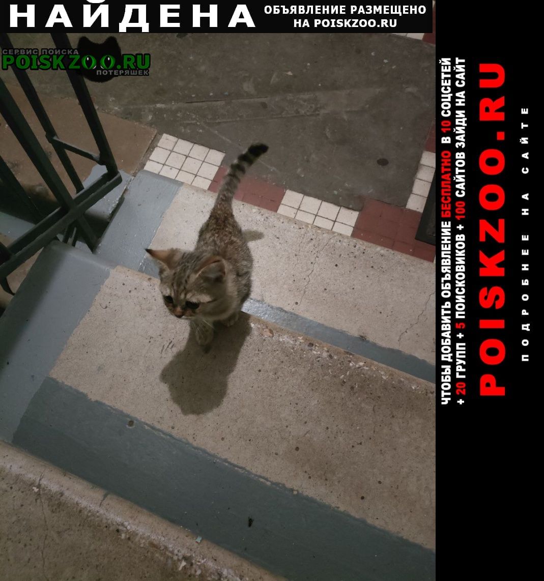 Найдена кошка котенок Москва