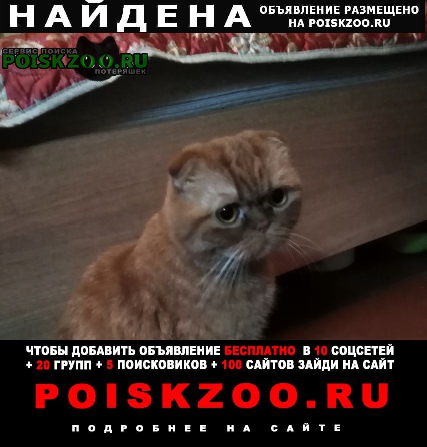 Найден кот-потеряшка Иркутск
