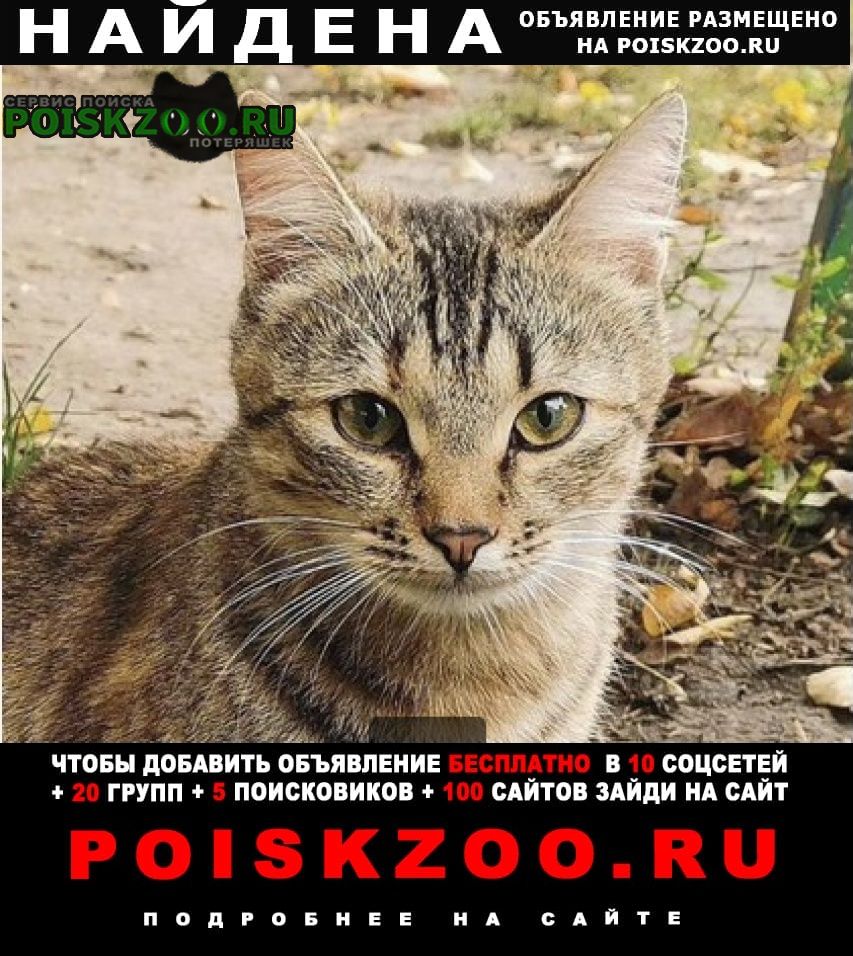 Найдена кошка полосатая Москва