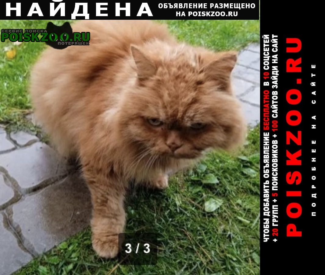 Найден кот рыжий Москва