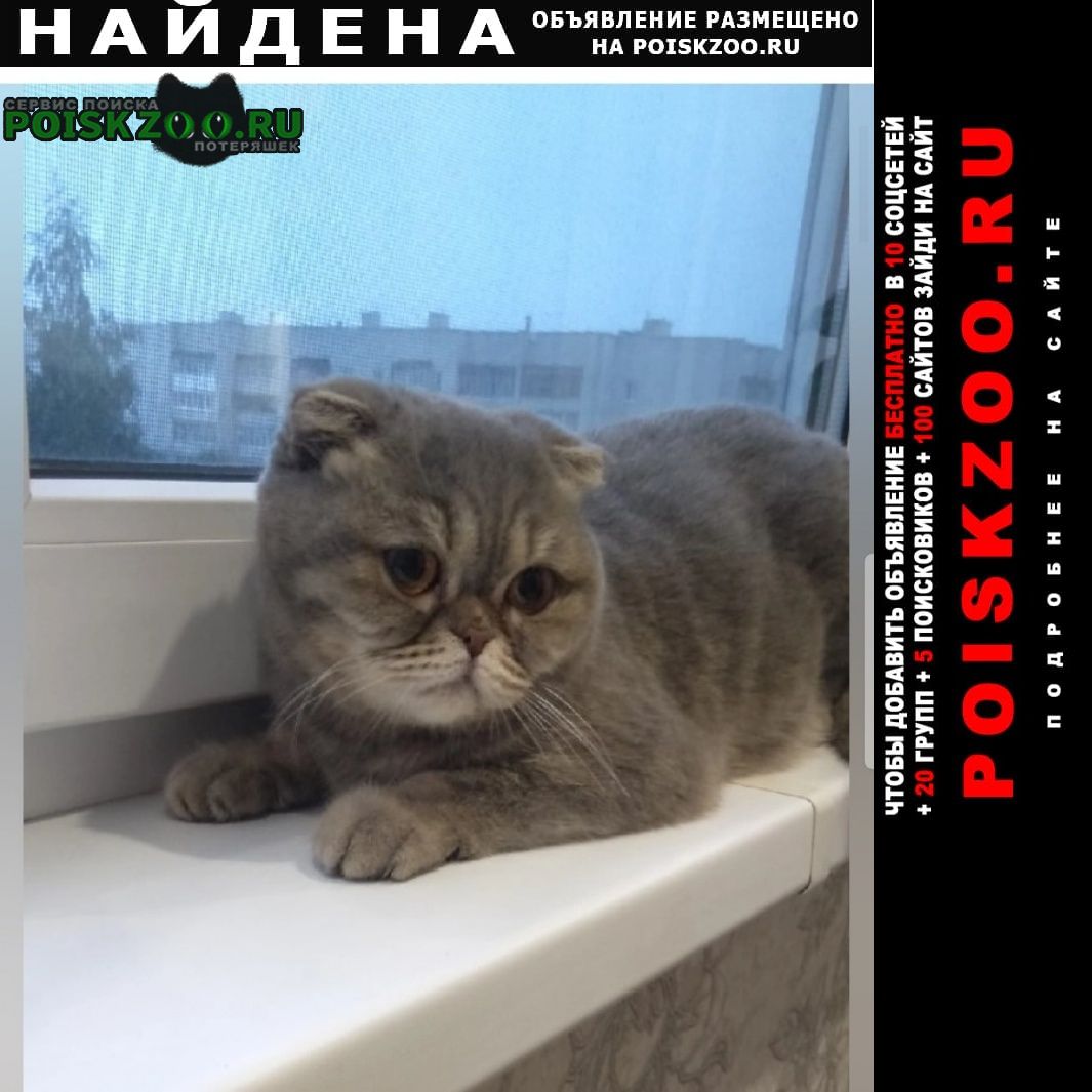 Найден кот Ульяновск