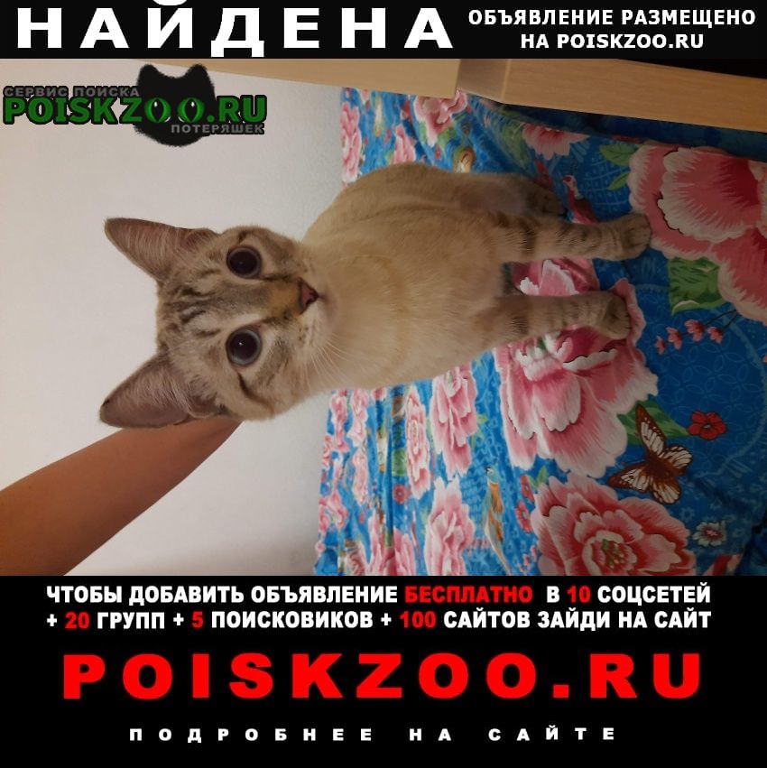 Найдена кошка Красноярск
