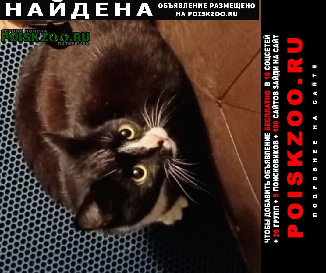 Найдена кошка кот или кошка в д.вертлино Солнечногорск
