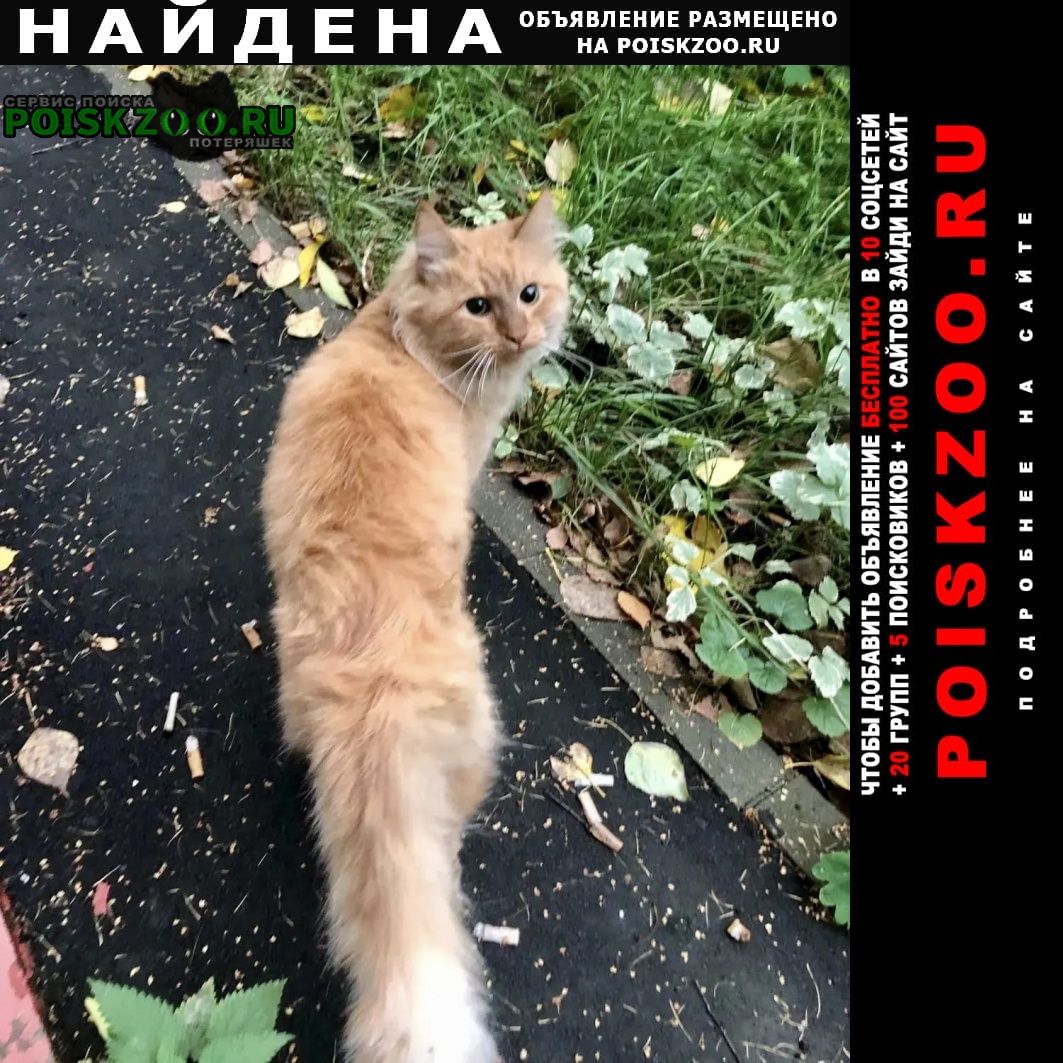 Найдена кошка кот рыжий пушистый Москва