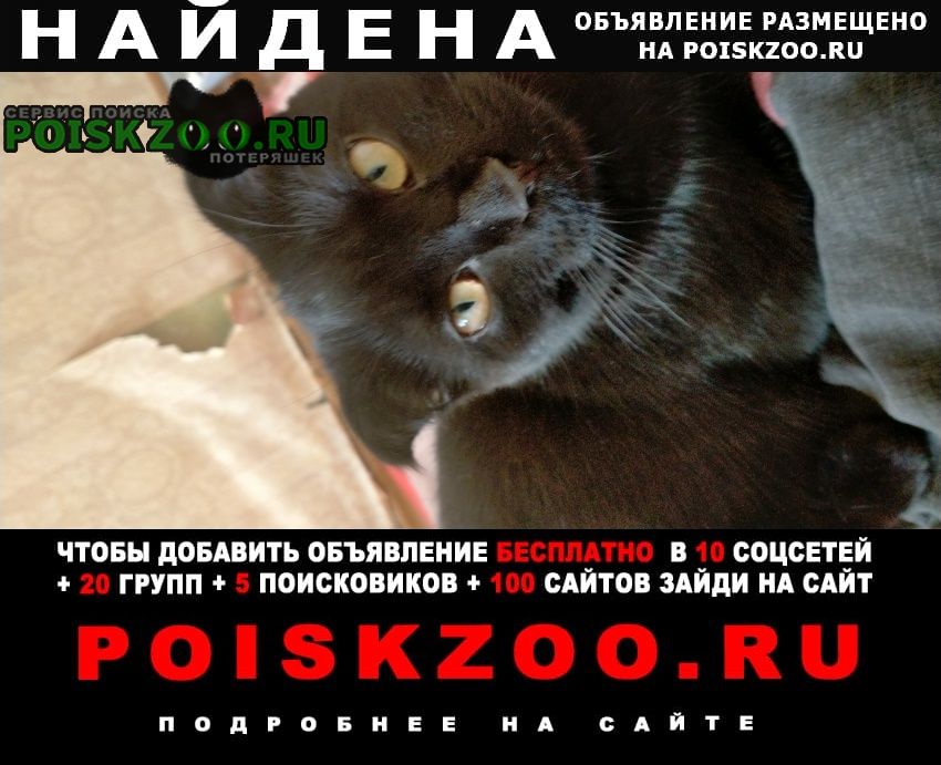 Найден кот нашли в черниковки Уфа