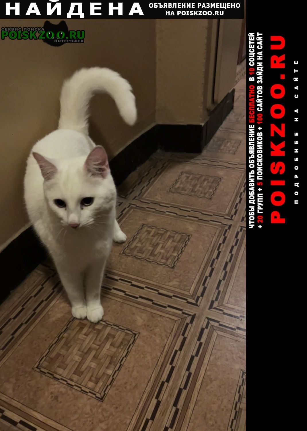 Найден кот белый кот кастрированный Москва