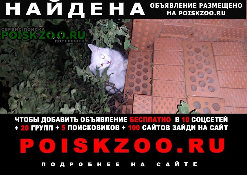 Найдена кошка белая Краснодар