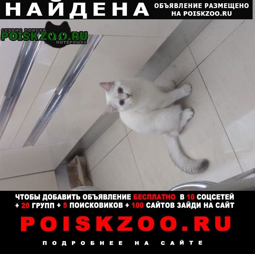 Найден кот Волгоград