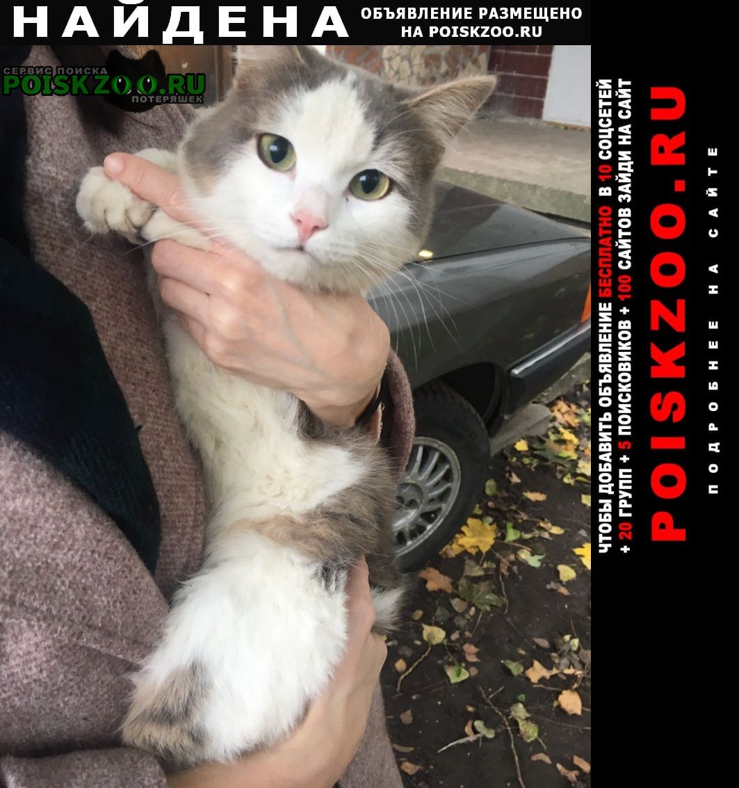 Найдена кошка Воронеж