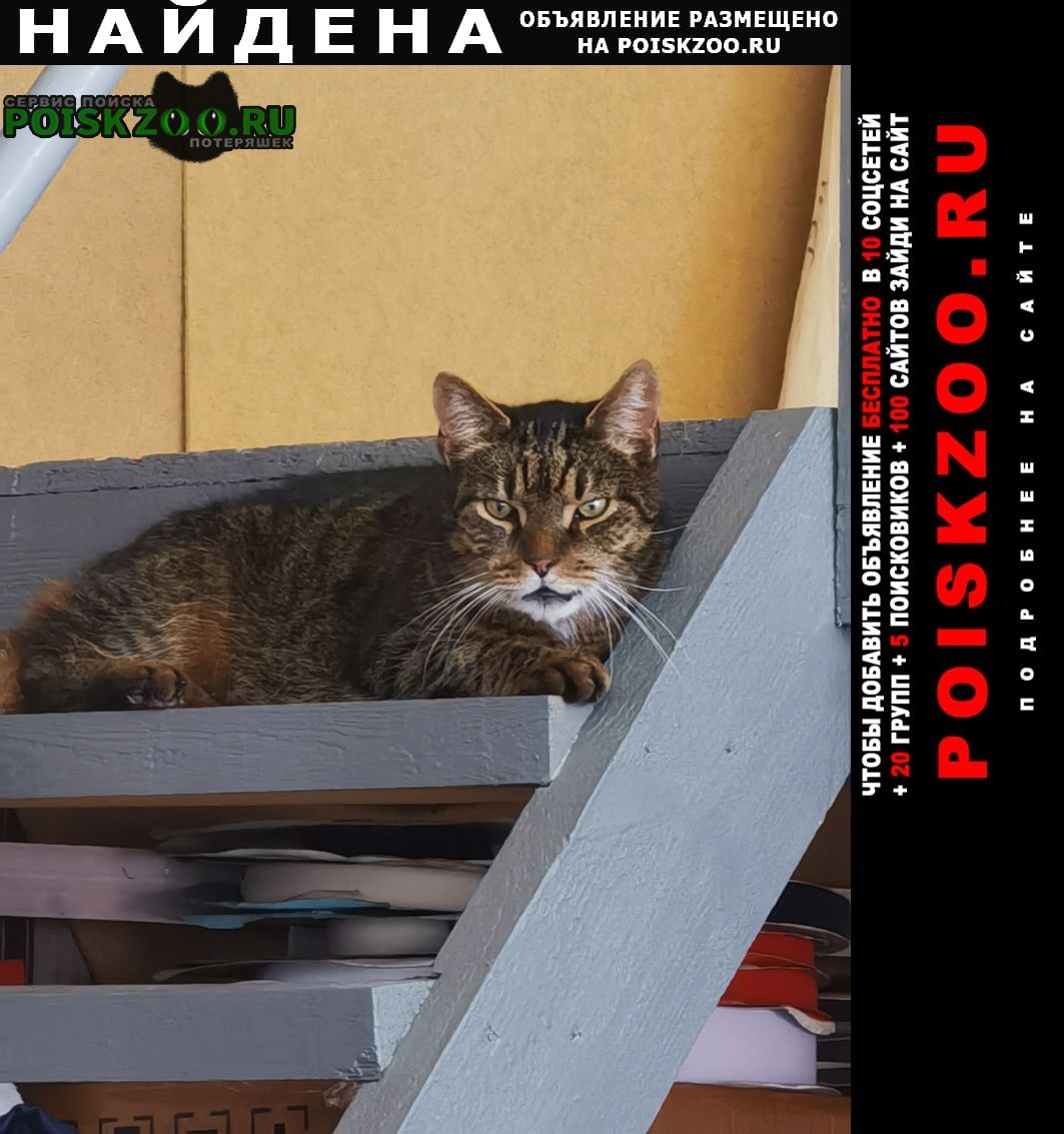 Найден кот санкт петербург Санкт-Петербург