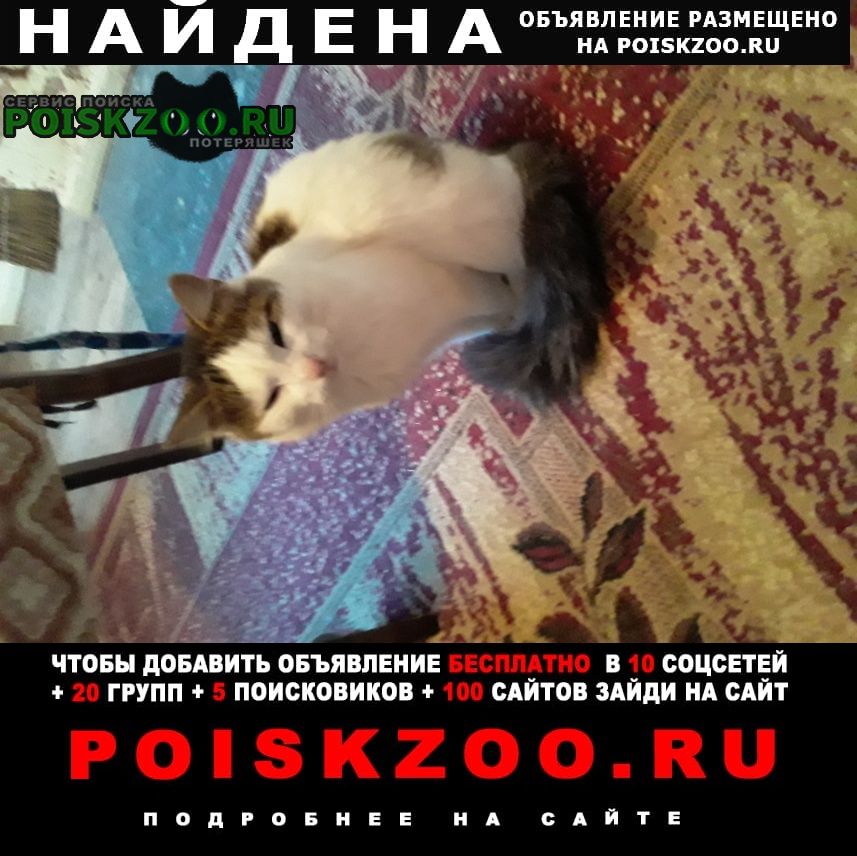 Найдена кошка котик в лесу Псков