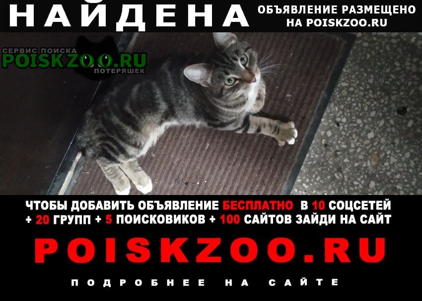 Найден кот Екатеринбург