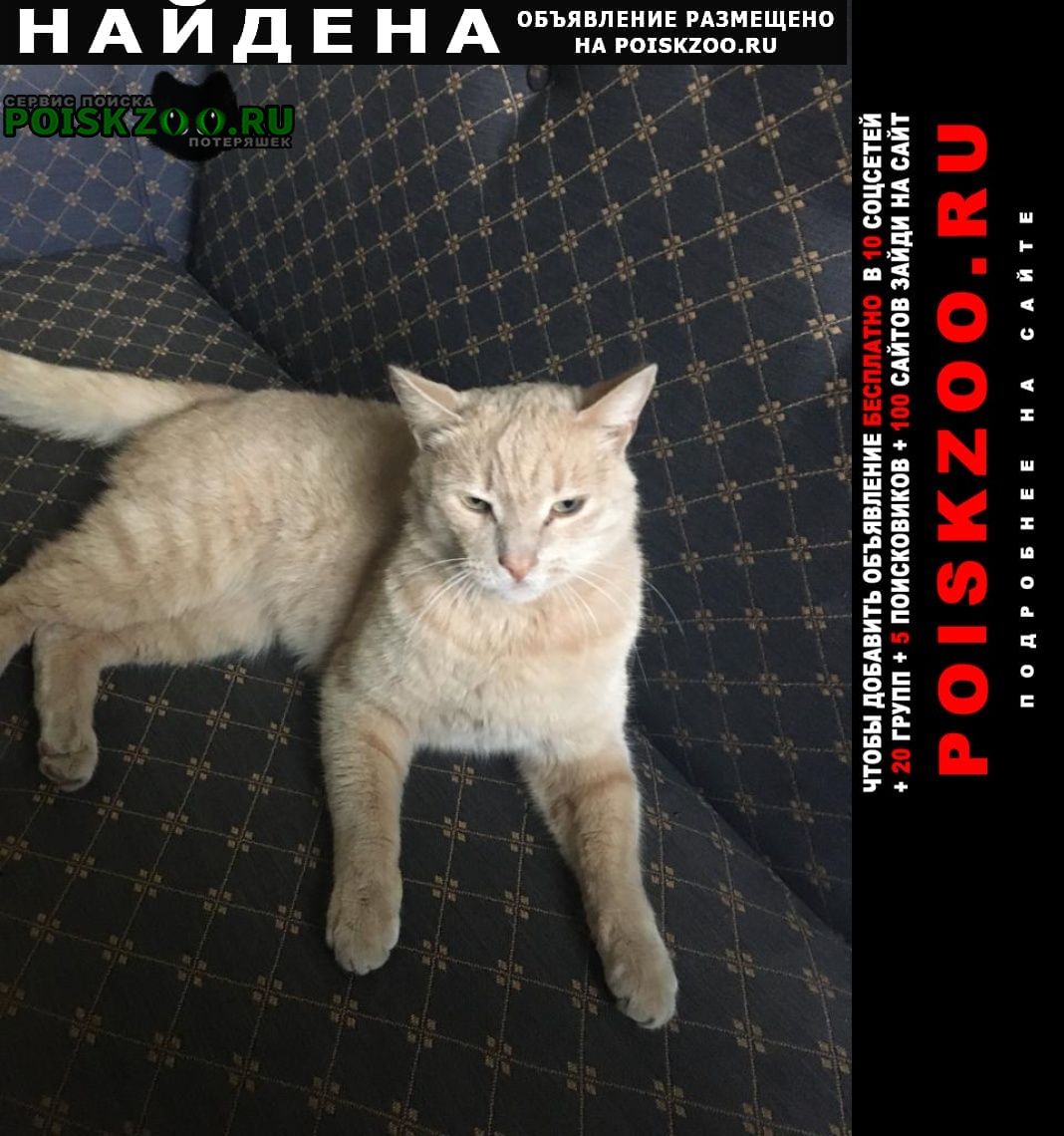 Найдена кошка Первоуральск