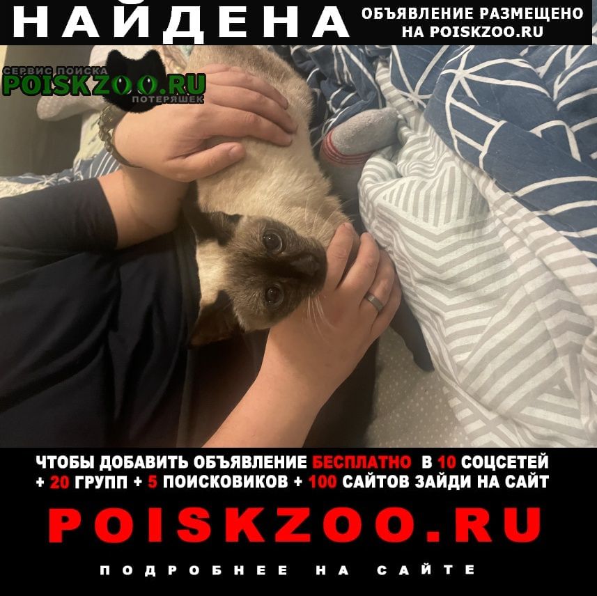Найдена кошка, сиамская, в стрессе Москва