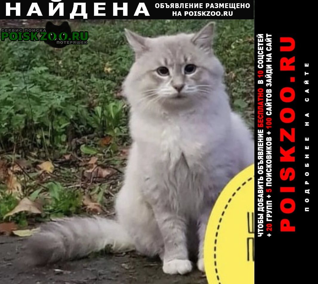 Найдена кошка кот пушистый Красногорск