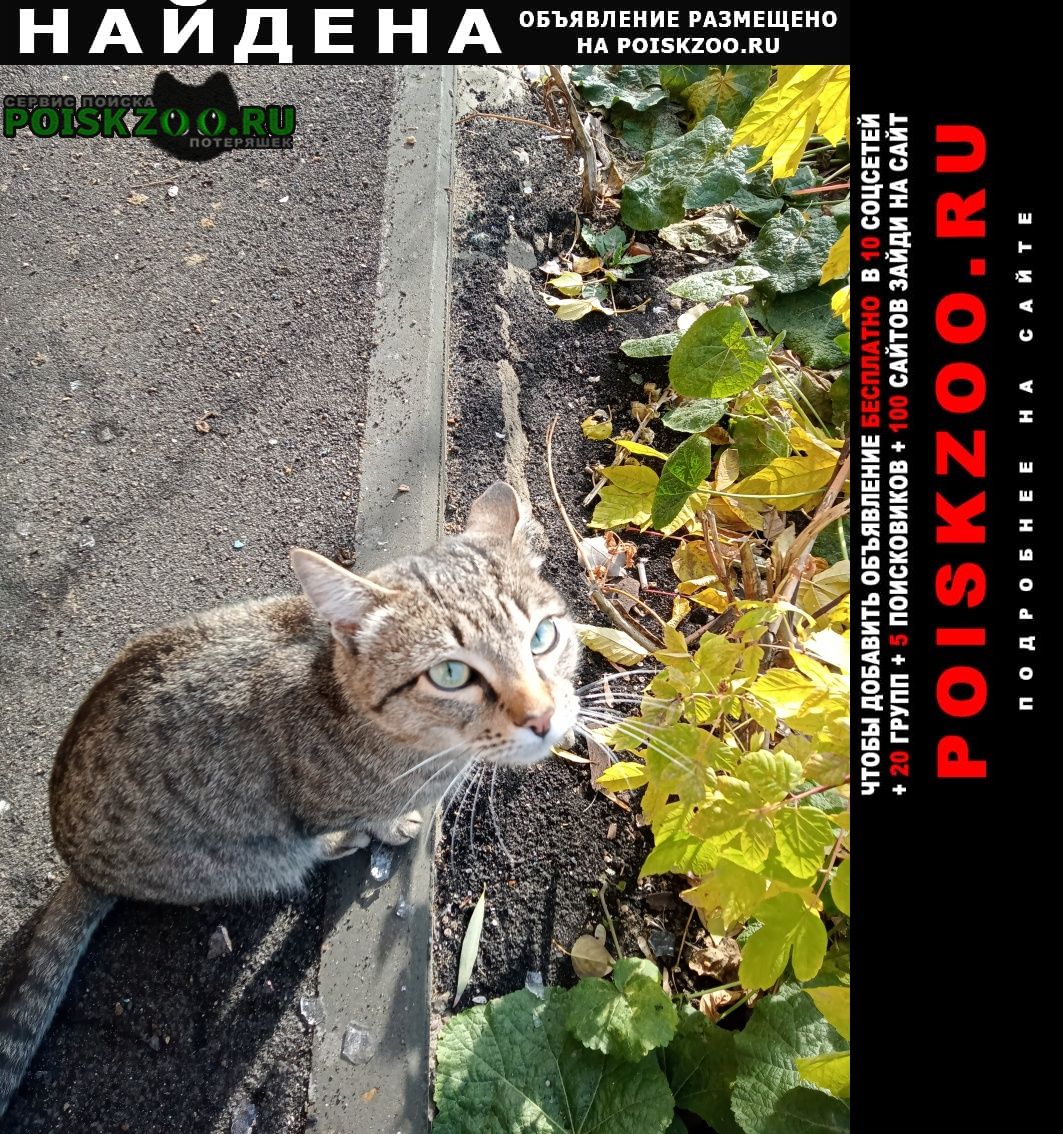 Найдена кошка чья потеряшка.нефтяники андрианова 26. Омск