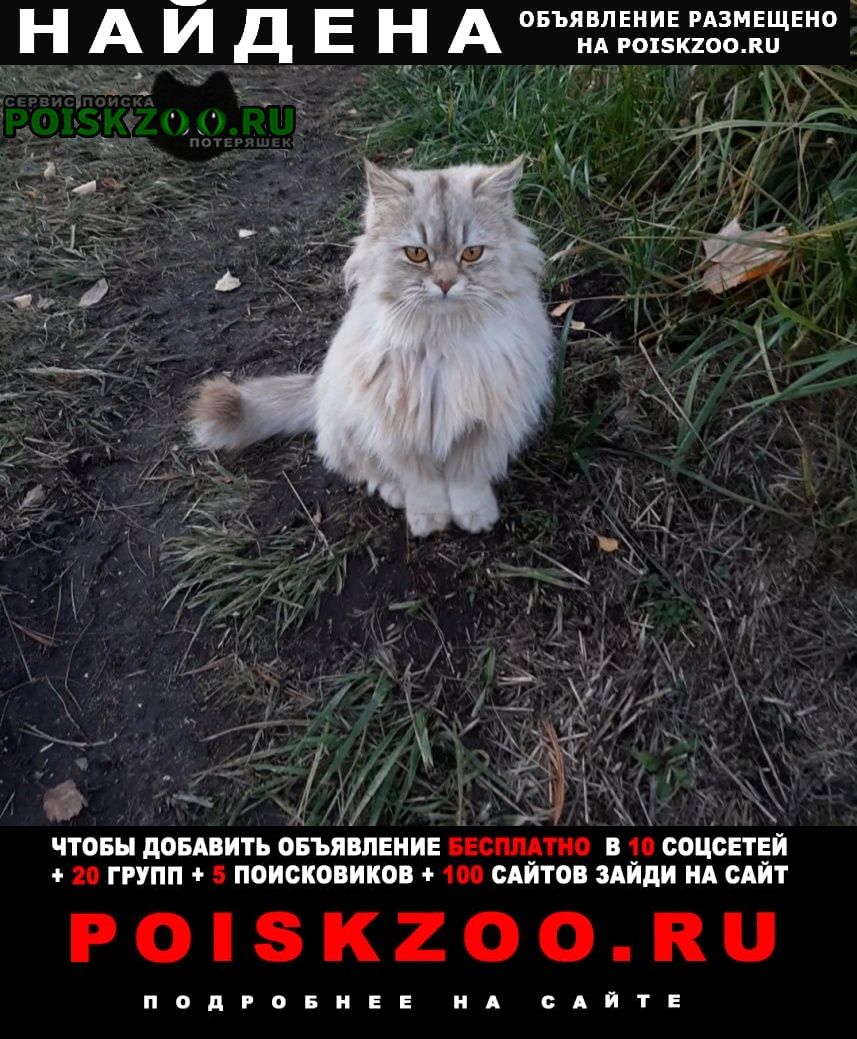 Найдена кошка в плёсе, нашла 24 окт 2022 Приволжск