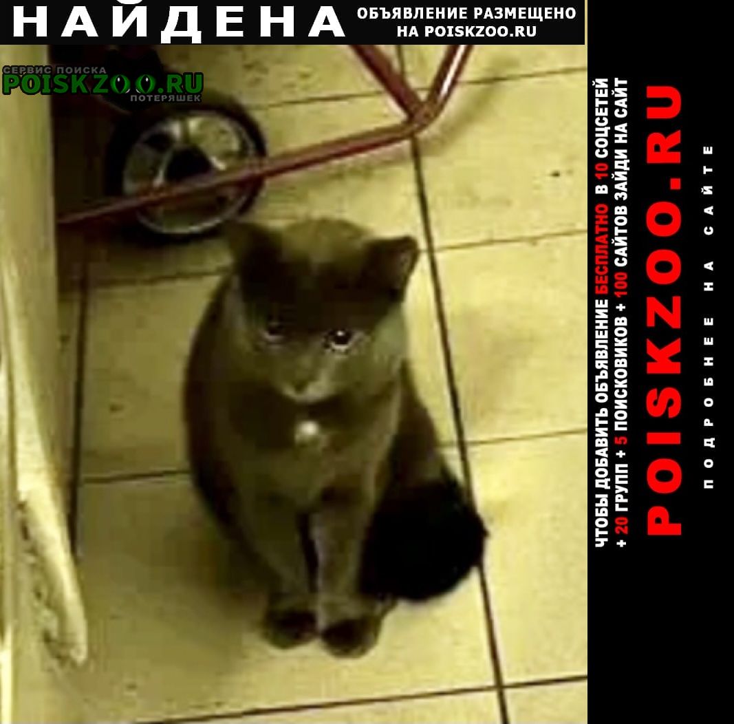 Найдена кошка кот серый Москва