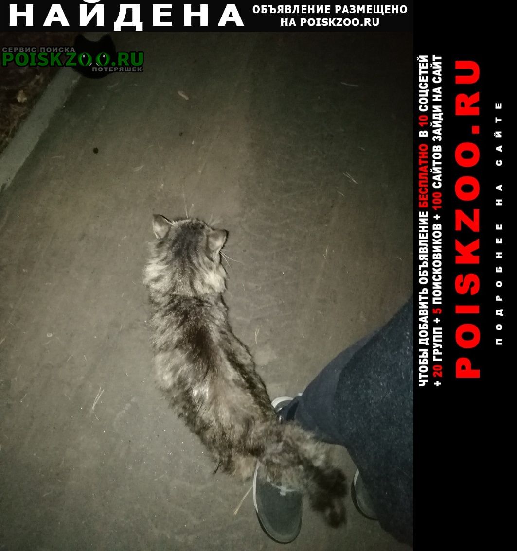 Москва Найдена кошка ходит кошка по парку покровское-стрешнев