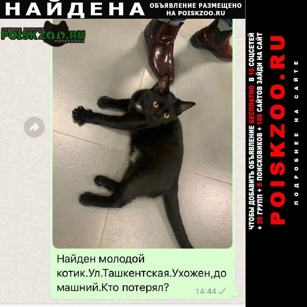 Найден кот молодой черный котик Краснодар