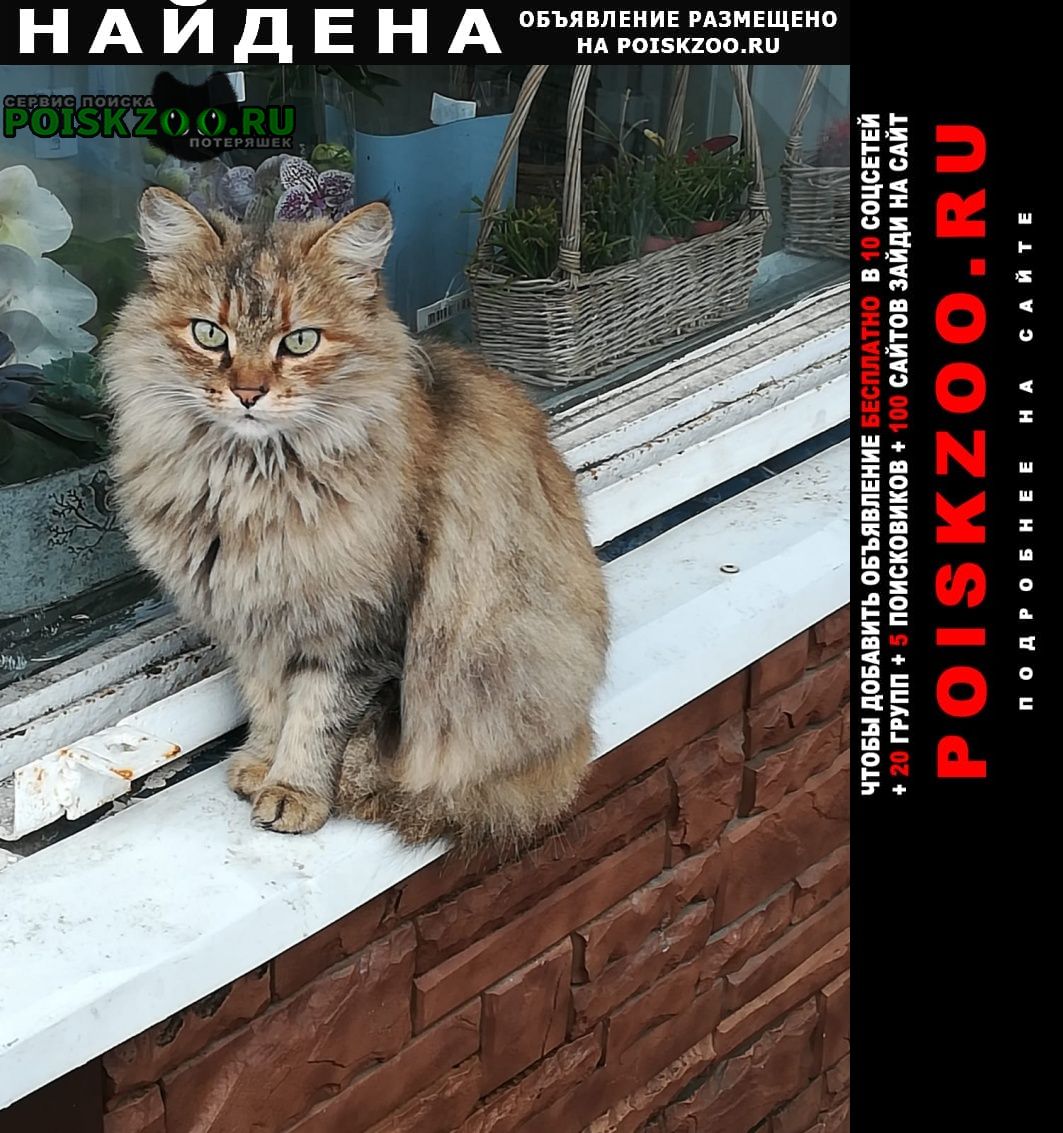 Найдена кошка Орехово-Зуево