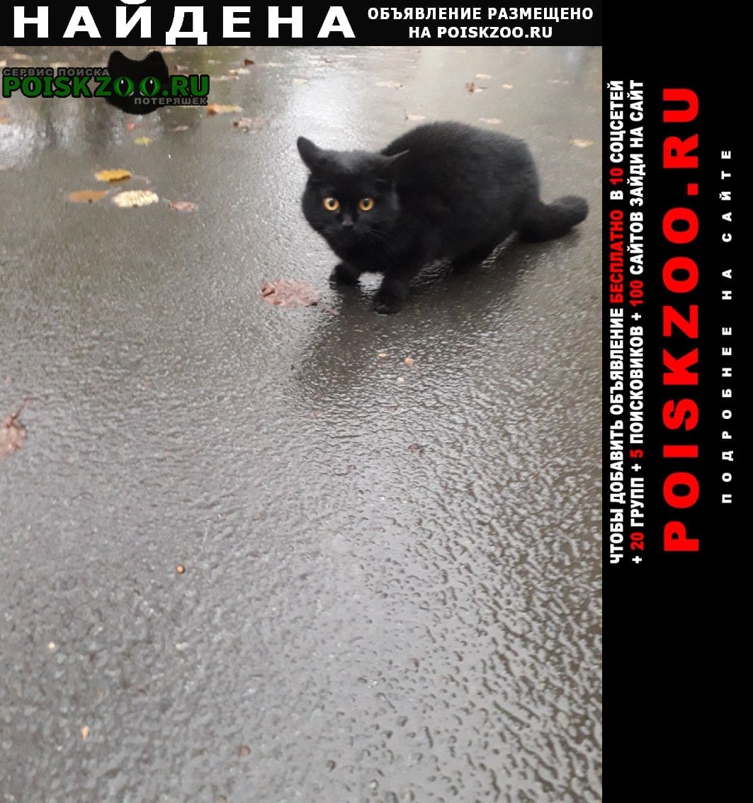 Петрозаводск Найдена кошка 30 октября на улице куйбышева 11