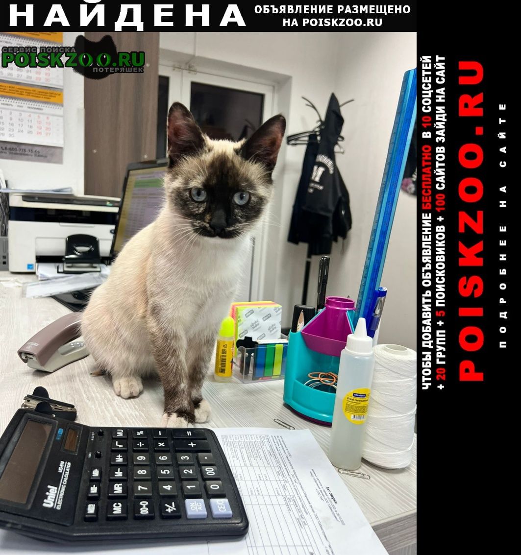 Хабаровск Найдена кошка