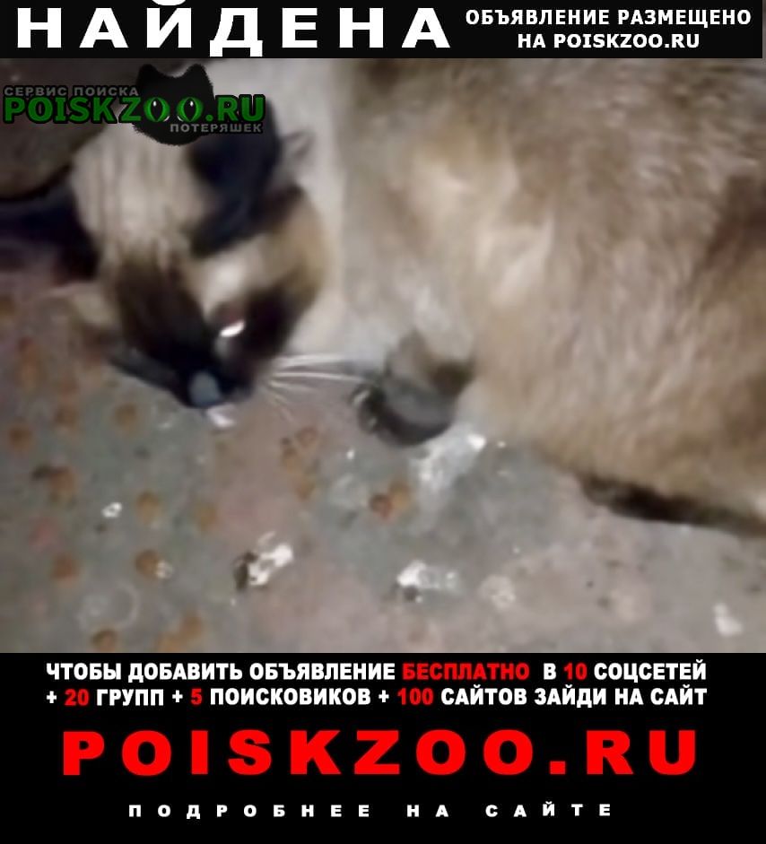 Найдена кошка или кот тайский Москва