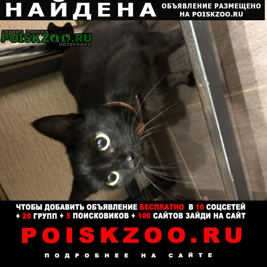 Найдена кошка чёрная с оранжевым ошейником Санкт-Петербург