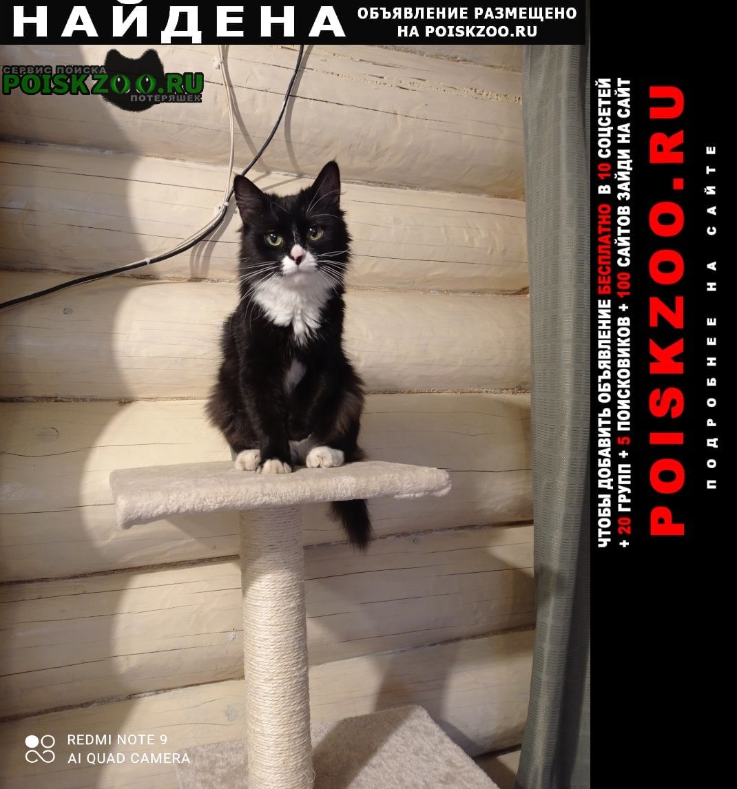 Найдена кошка 31 октября у магазина магнит Тверь