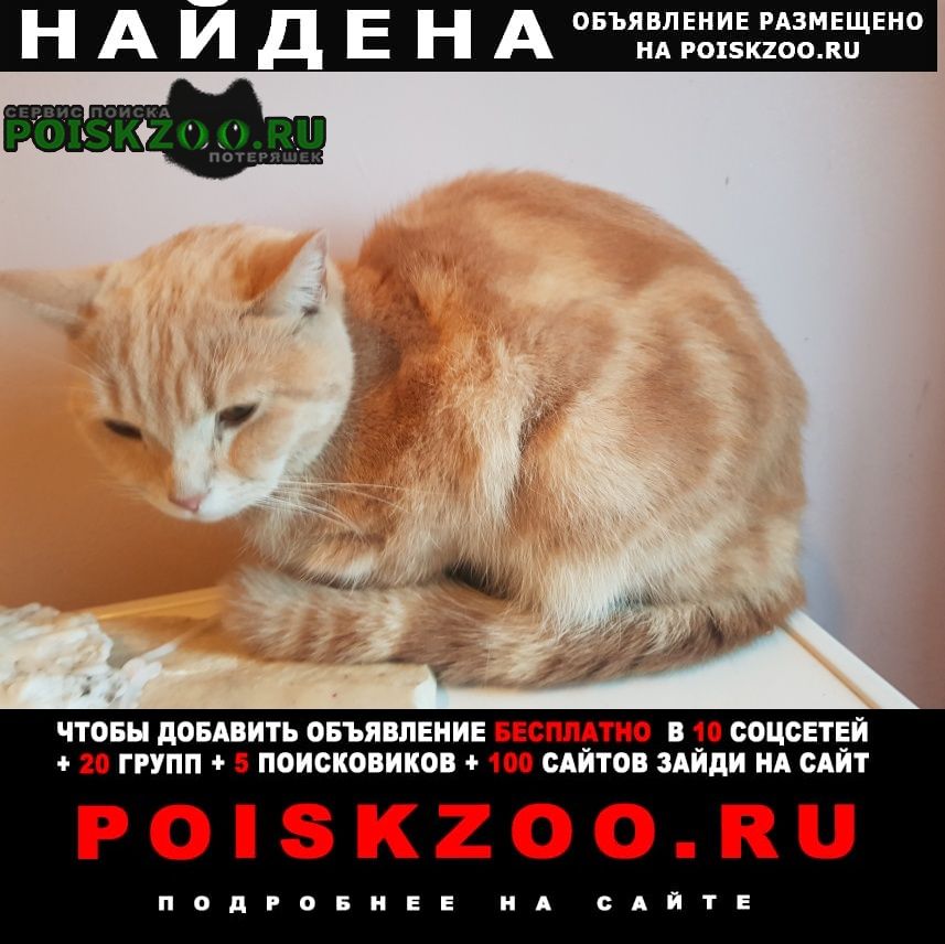 Найдена кошка с. ширяево Богатырь