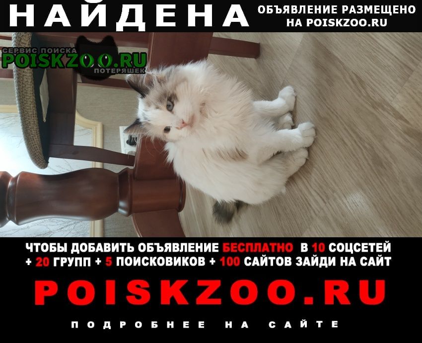 Найдена кошка 6-7 месяцев Климовск