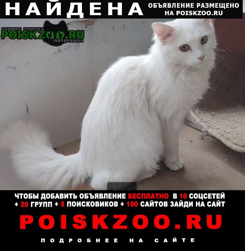 Москва Найдена кошка или кот белый