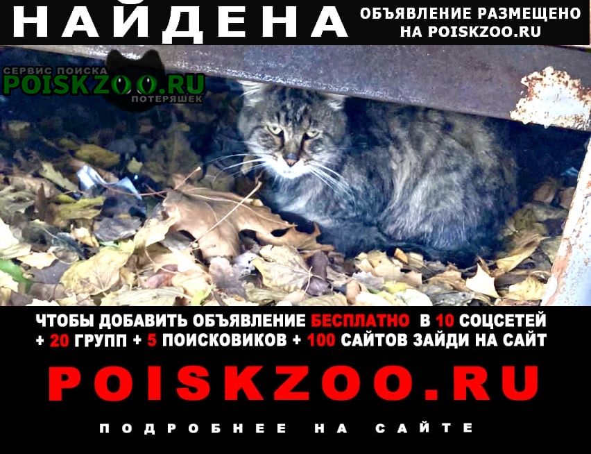 Найдена кошка кот полосатый Москва