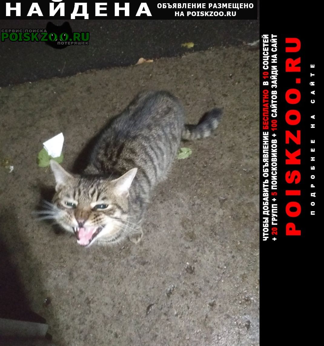 Найдена кошка /кот на петергофском шоссе Санкт-Петербург