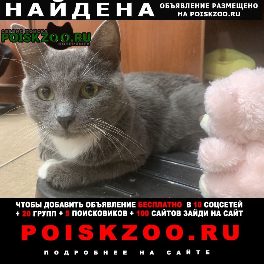 Найдена кошка Иркутск