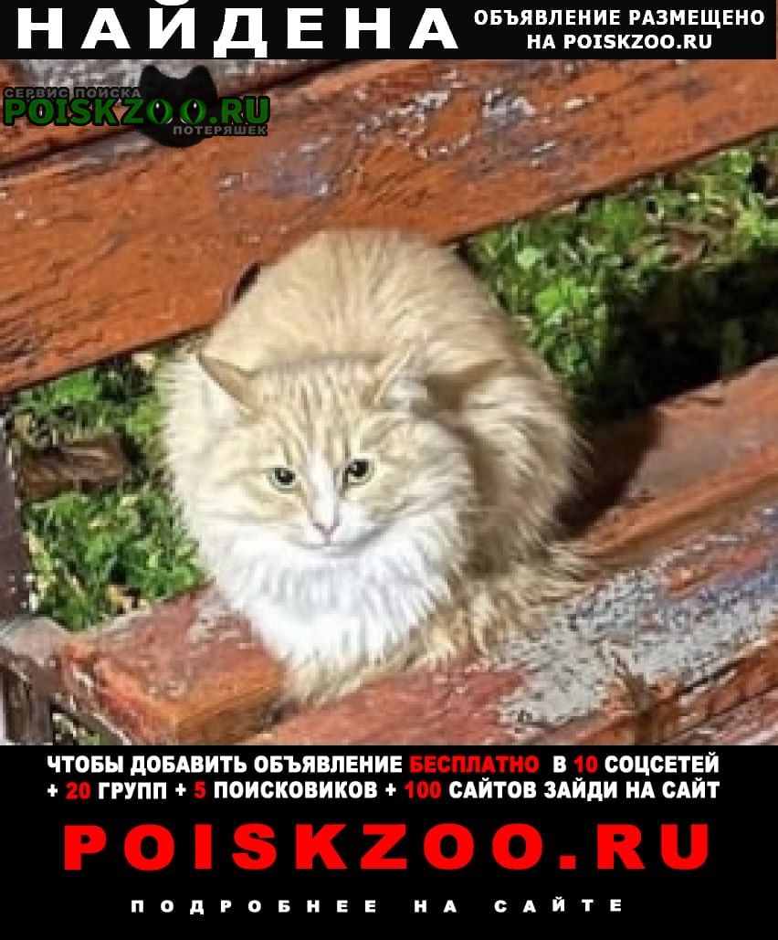 Найдена кошка или кот рыжая Красногорск