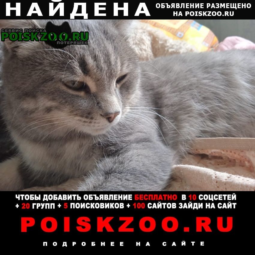 Найден кот серый котик Красноярск