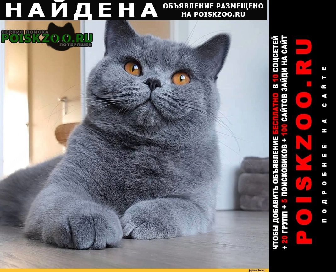 Владивосток Найдена кошка