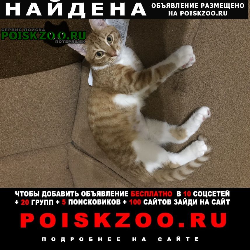 Найдена кошка милашка сэми ищет дом Краснодар
